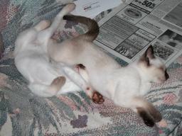 kittens - 071307 08